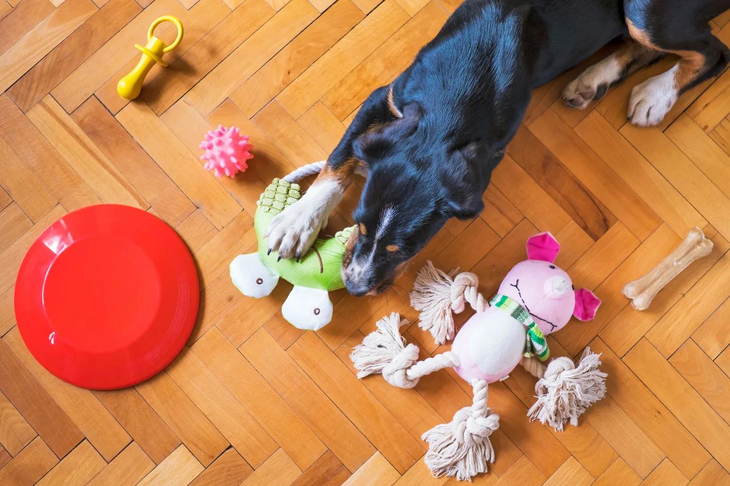 Cane in casa circondato da giochi sul pavimento