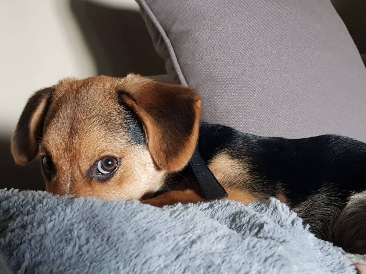 Cucciolo sdraiato su una coperta, con sguardo dolce e tranquillo