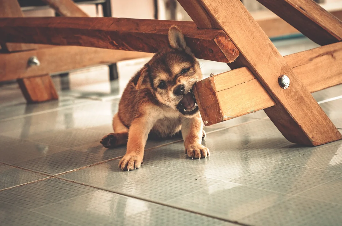 Cucciolo che morde una struttura in legno in casa